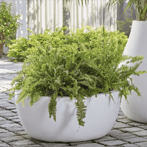Beta Planter